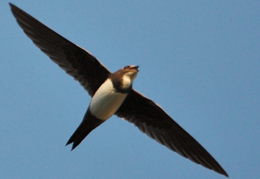 Alpine Swift