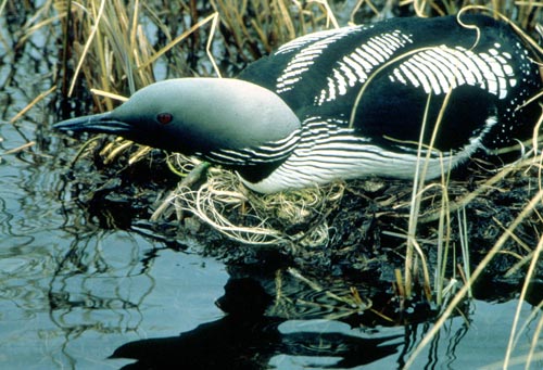 Arctic Loon