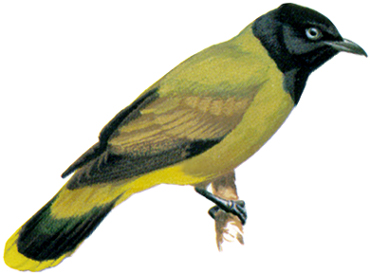 Black-headed Bulbul