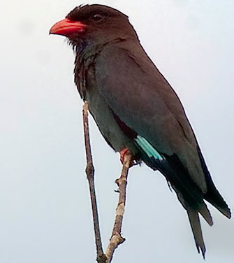 Dollarbird