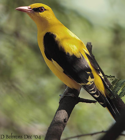 Eurasian Golden Oriole