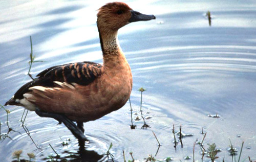 Fulvous Whistling Duck