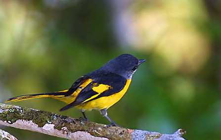 Grey-chinned Minivet
