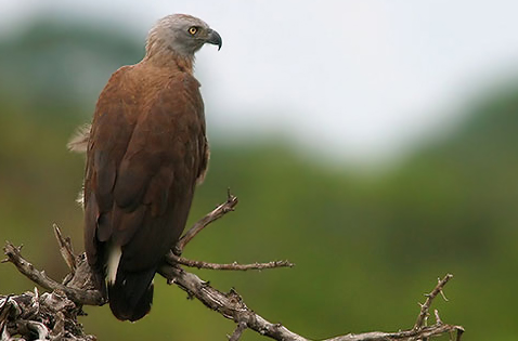 Grey-headed Fish Eagle
