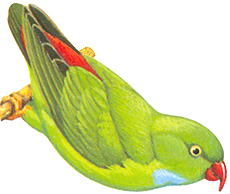 Vernal Hanging-Parrot