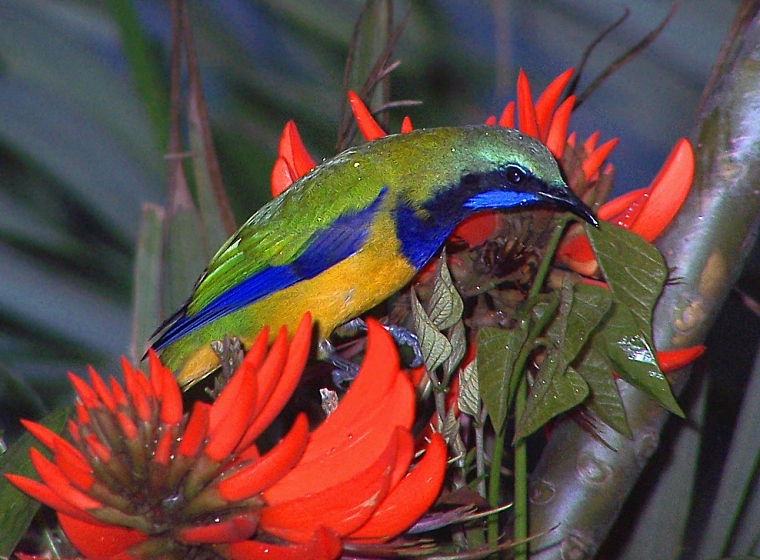 Orange-bellied Leafbird