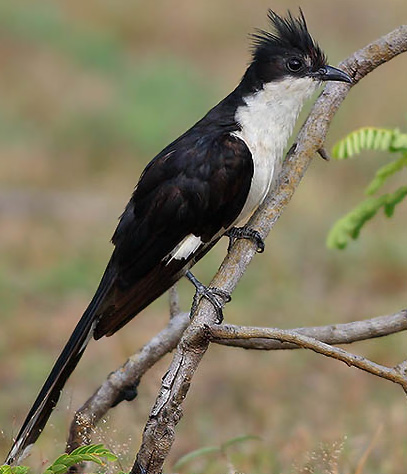 Pied Cuckoo