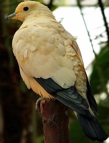Pied Imperial Pigeon
