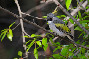 Ashy Bulbul Hemixos flavala