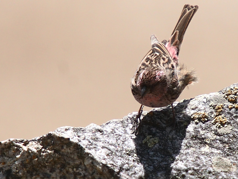 Beautiful Rosefinch