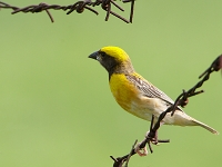 Ploceus philippinus