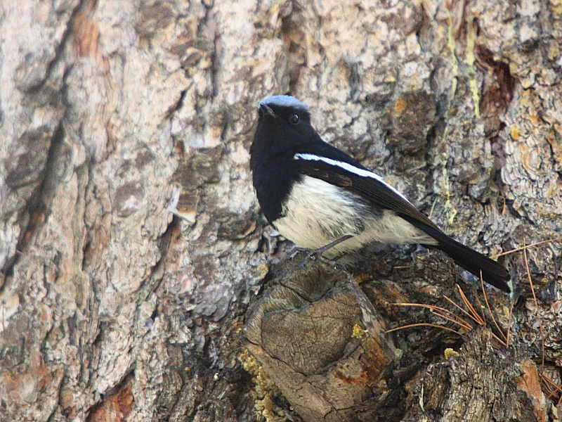 Blue-capped Redstart