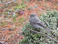 Phoenicurus caeruleocephalus