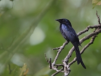Dicrurus aeneus