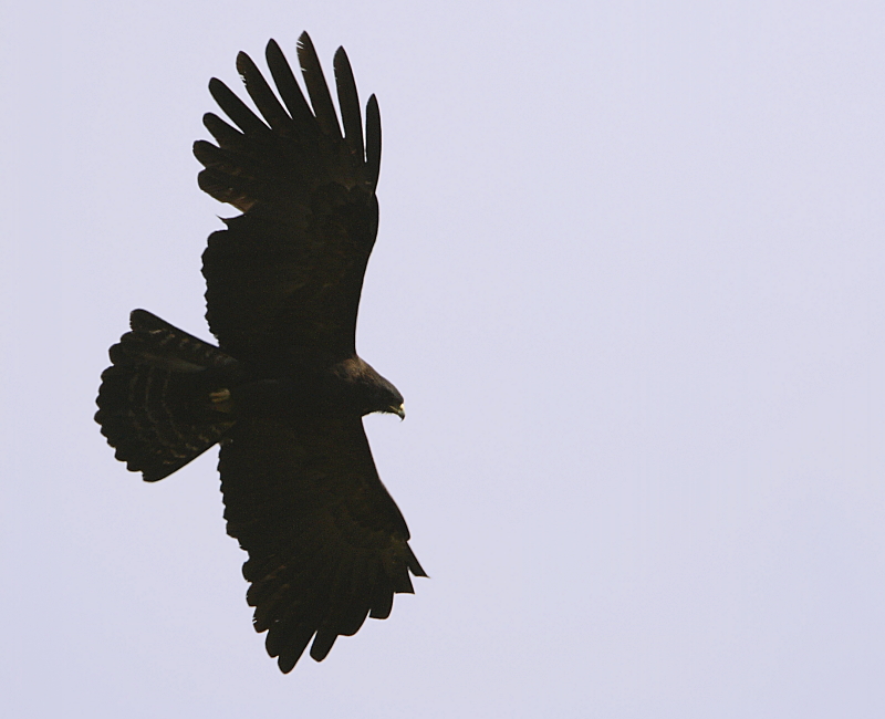 Black Eagle