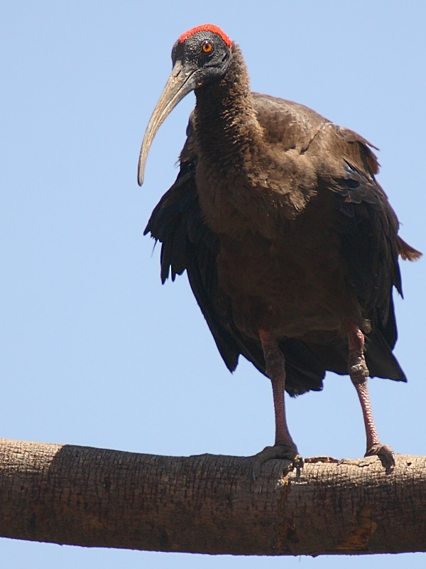 Black Ibis