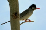Hypsipetes leucocephalus