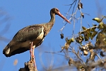 Ciconia nigra