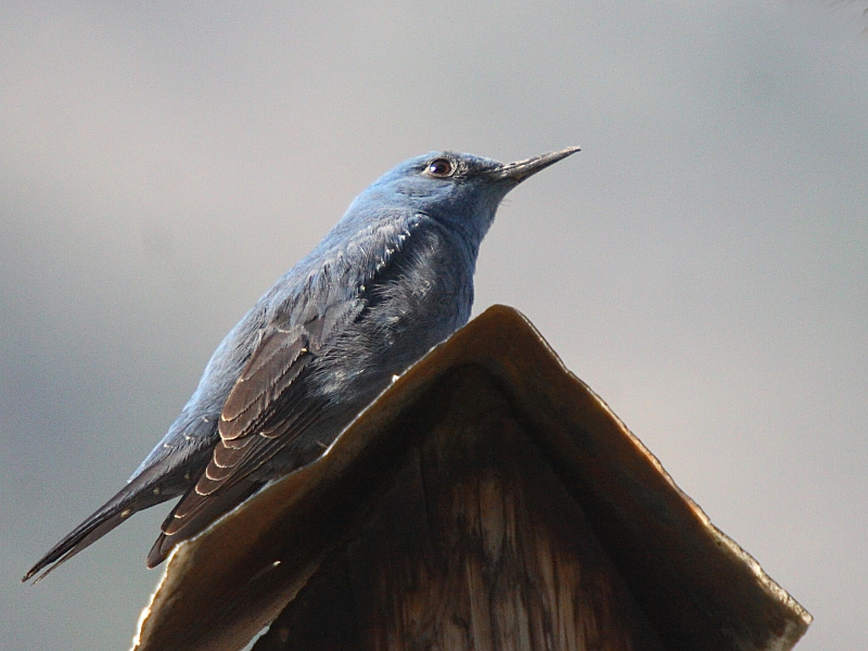 Blue Rock Thrush