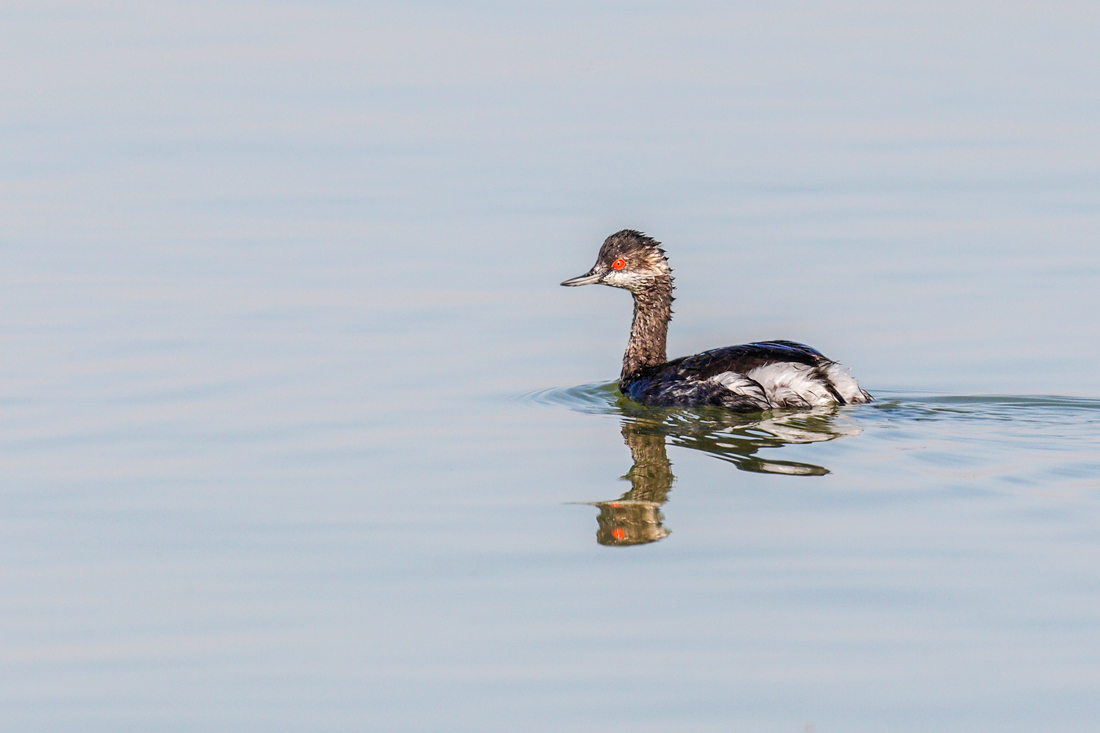 Podiceps nigricollis 