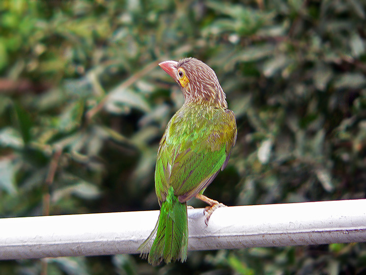 Brown-headed Barbet