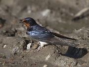 Hirundo rustica