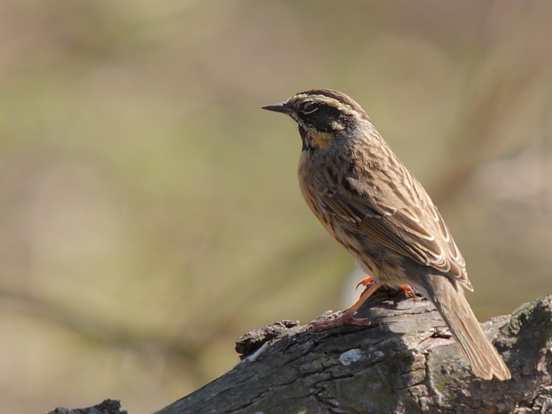 Black-throated Accentor