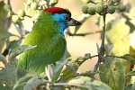 Megalaima asiatica