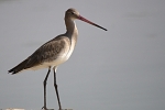 Limosa limosa