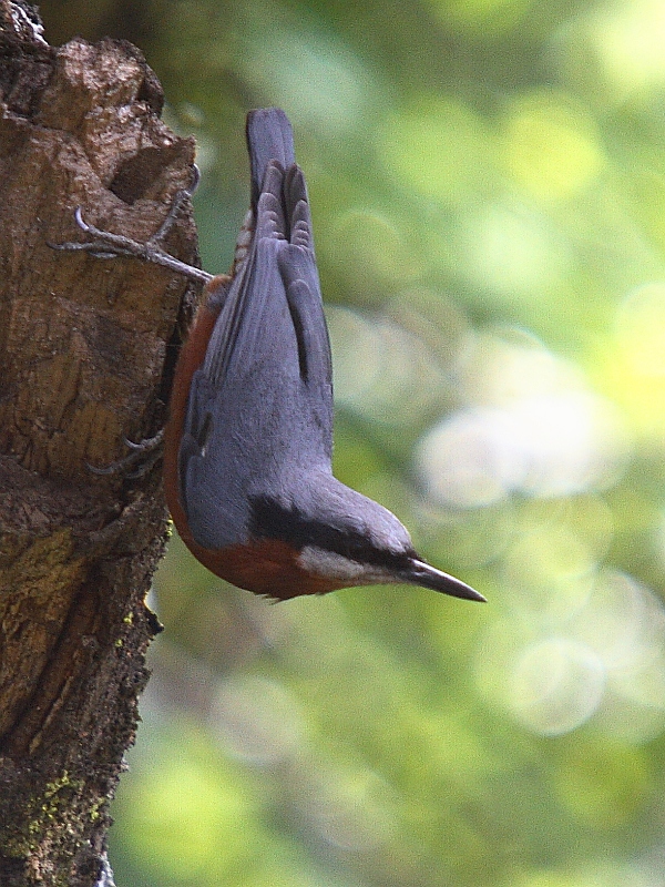 Chestnut-bellied Nuthatch