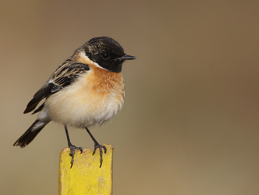 Saxicola maura