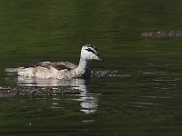 Nettapus coromandelianus