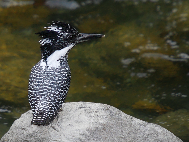 Crested Kingfisher