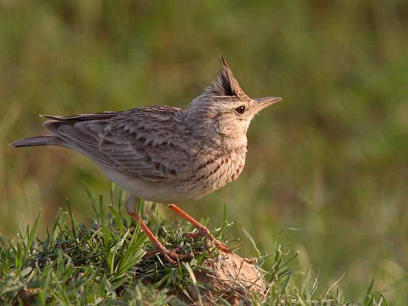 Crested Lark