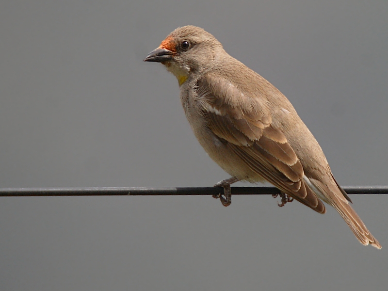 Chestnut-shouldered Petronia (male)