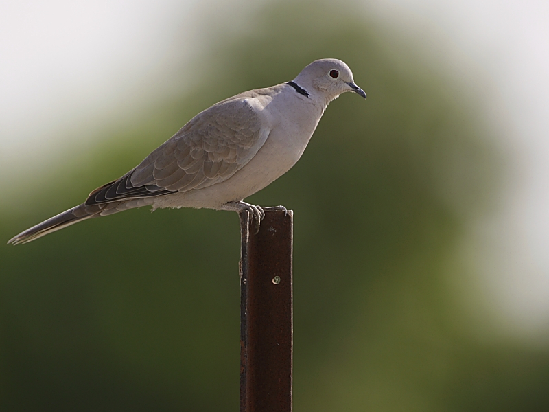 Eurasian-collared Dove