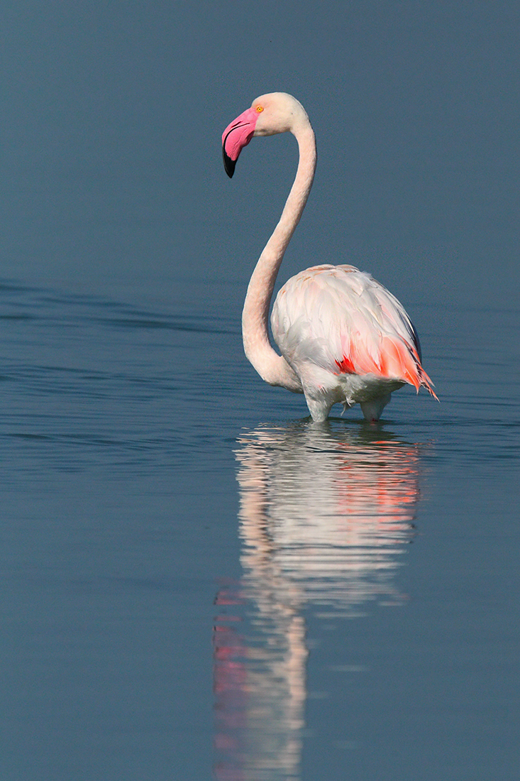 Phoenicopterus ruber