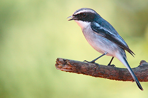 Saxicola ferrea