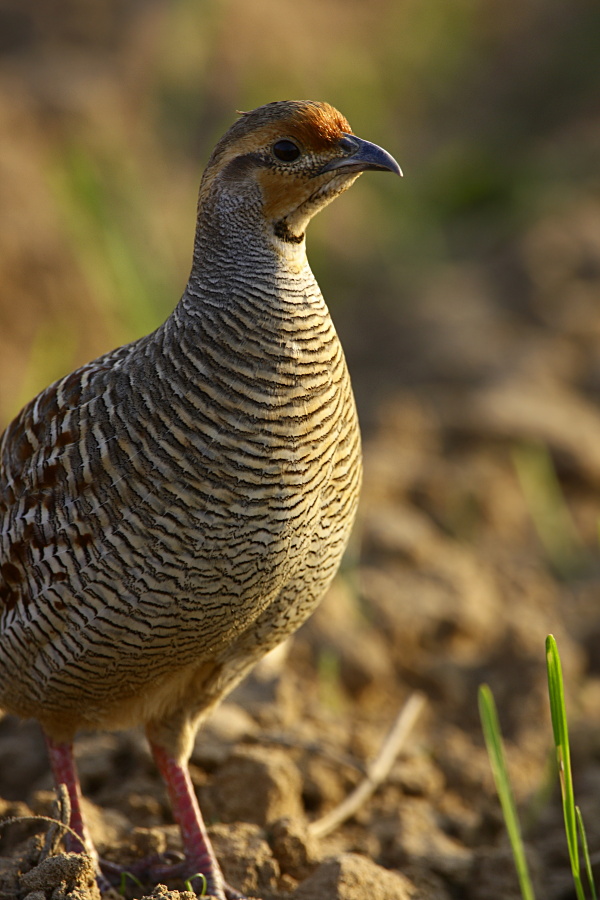 Grey Francolin