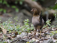 Gallus sonneratii