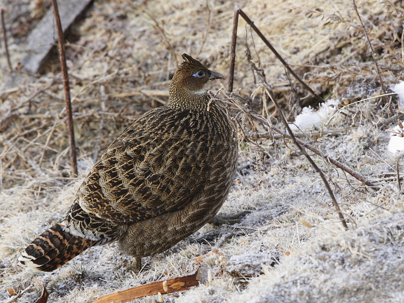 Himalayan Monal