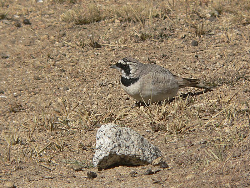 Horned Lark