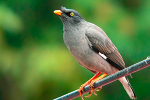 Acridotheres fuscus