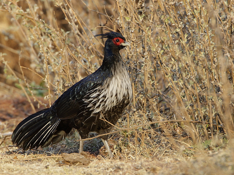 Kaleej Pheasant