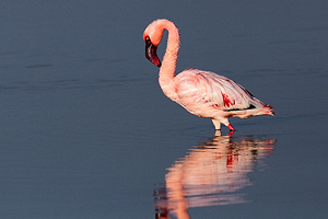 Lesser Flamingo