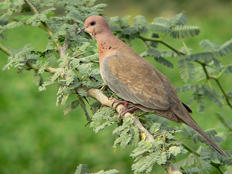 Laughing Dove