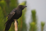 Large-billed Crow