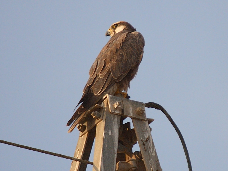 Laggar Falcon