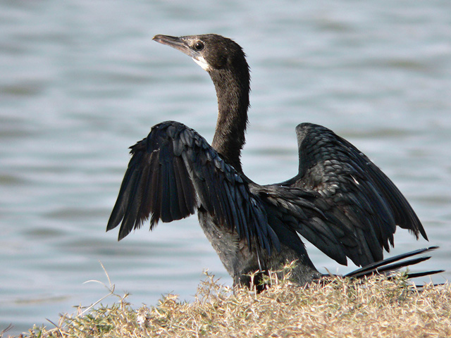 Little Cormorant