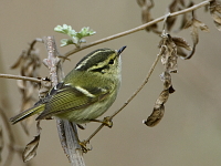 Phylloscopus chloronotus